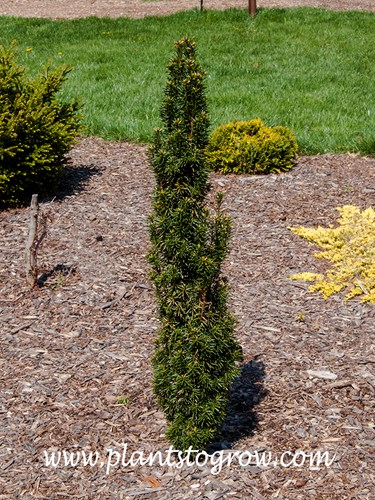 'Melfard' English Yew (Taxus baccata)